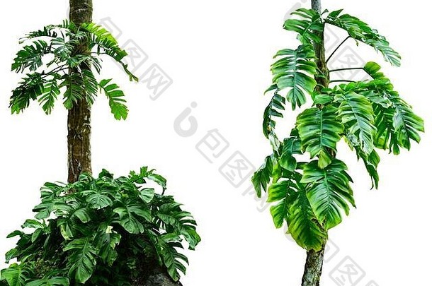 有叶子的森林树干，热带叶植物，在自然界中形成一个框架，在白色背景上用剪贴的路径隔离。高清图像