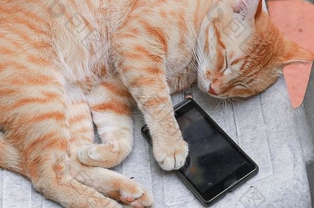 橙色虎斑猫睡眠移动电话椅子