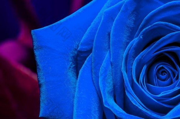 深蓝色2020年彩色趋势中一朵玫瑰花特写的创意宏观照片