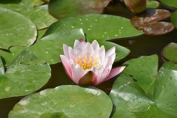 花园池塘上盛开的粉红色莲花