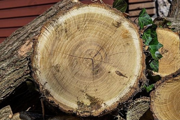 圆木一个被切割的圆形树干，在那里可以看到树木的年轮。乱七八糟的柴火堆。常春藤叶子附着在树皮上。