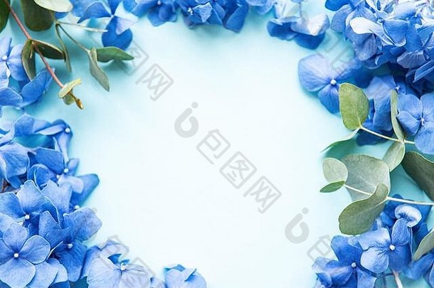 蓝色的绣球花花桉<strong>树</strong>蓝色的柔和的背景花边境平躺