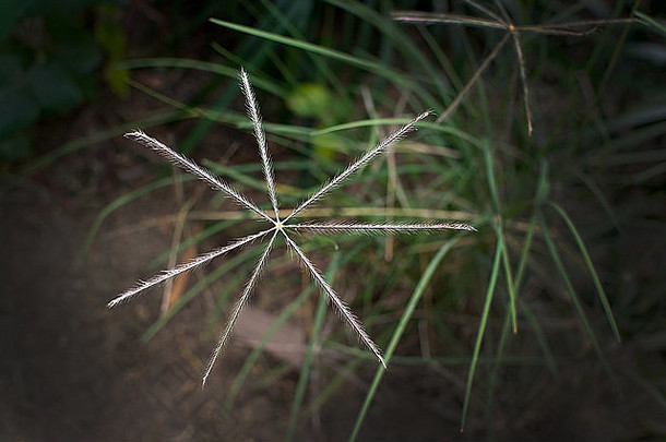 地中海地区的星形草状草本植物。