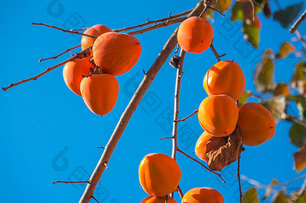 <strong>柿子</strong>树成熟的橙色水果agenst蓝色的天空秋天时间