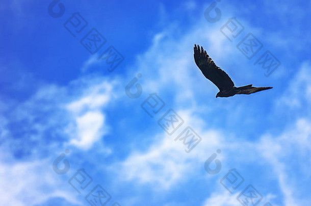 黑色的风筝，驼鸟，展开翅膀，在蓝天白云中飞翔。自由、旅游理念