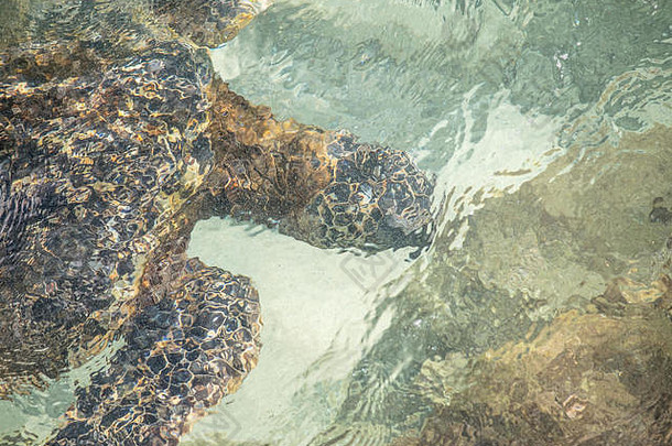 夏威夷毛伊岛的水下海龟