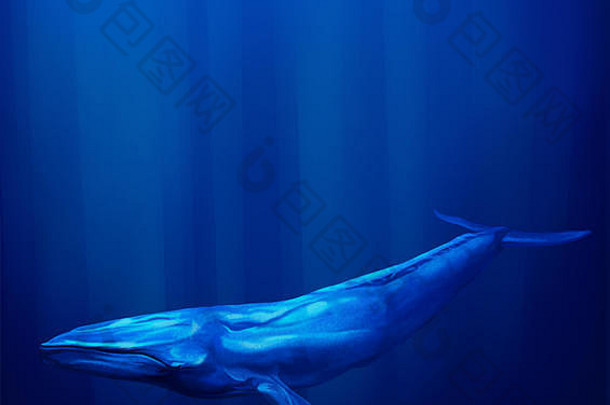 水面下的大型<strong>蓝鲸</strong>，太阳光从水面向下照射，环绕着鲸鱼。