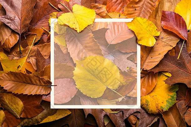 枫树秋叶树叶创意布局俯视图，由野生橡树林树叶和纸制卡片制成。自然概念的空矩形