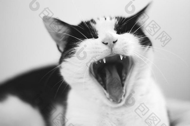 猫打哈欠白色背景开放口锋利的牙齿