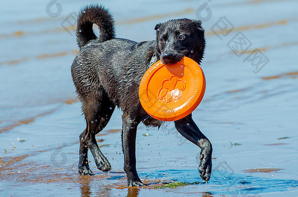 中型黑狗在海滩上的海水中嬉戏和奔跑，背着橙色飞盘