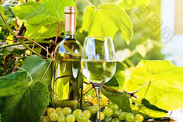绿色葡萄白色酒葡萄园