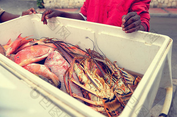 新鲜抓住了热带鱼龙虾桶提供卖方多米尼加共和国