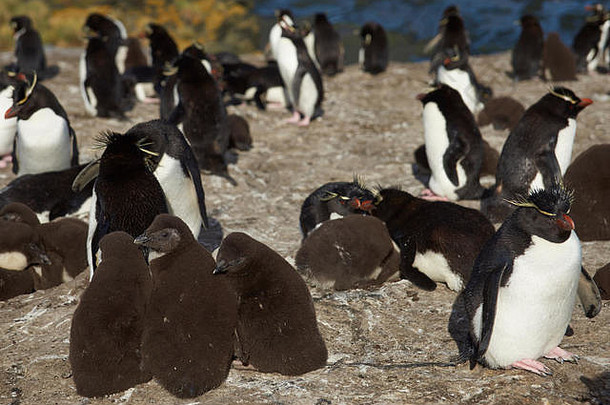 福克兰群岛布利克岛悬崖上的岩跳企鹅和小鸡在筑巢地点