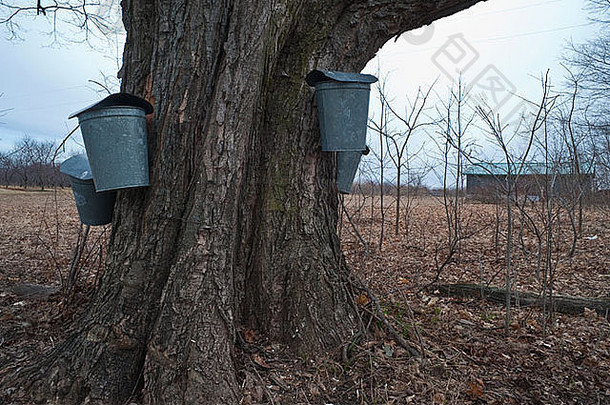 美国密歇根州，糖<strong>枫</strong>树用树汁制成糖浆。杰弗里·威克特摄影，NorthLight摄影。https://northlight.blog/