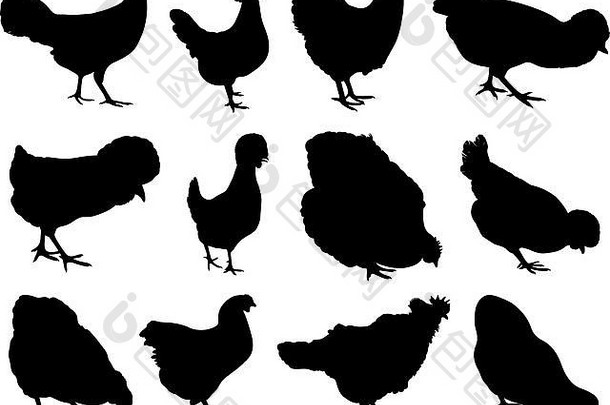 在白色地板上隔离的不同母鸡的插图