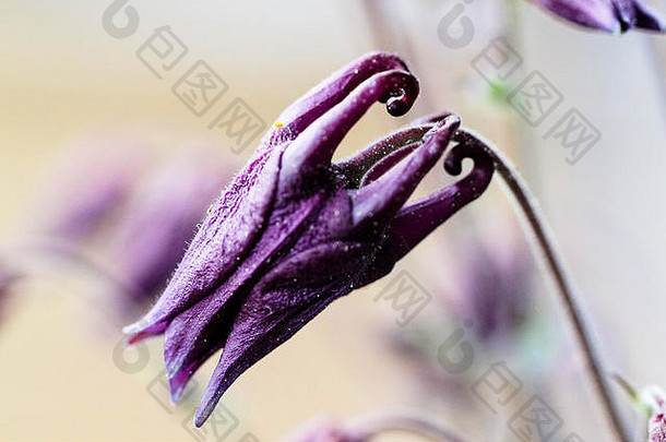 深紫色羽扇豆花蕾特写。在花蕾绽放成帽状花朵之前，它看起来很像龙头。