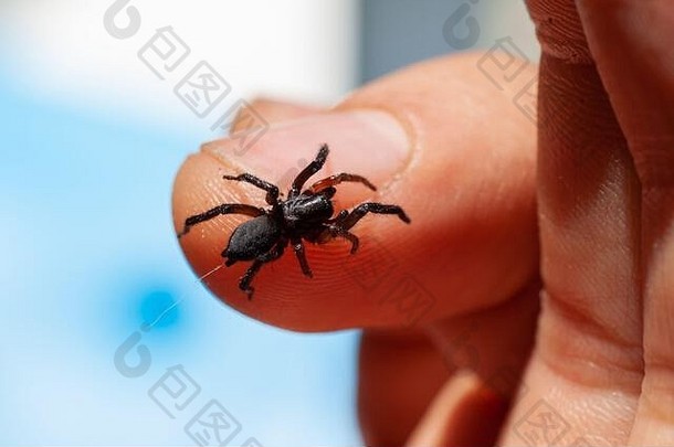 一只有毒的小蜘蛛在人的手臂上咬伤皮肤并注射