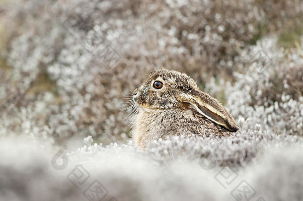贝尔<strong>山</strong>脉埃塞俄比亚高原野兔（Lepus starcki）的特写镜头。
