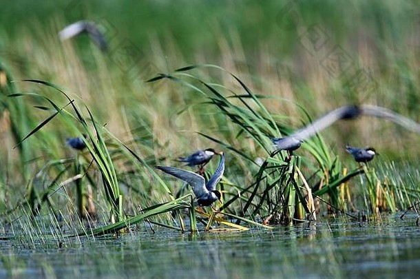 在浅湿地筑巢的须燕鸥