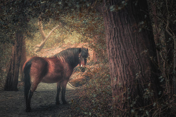 一匹在英国伯明翰萨顿公园漫步的<strong>野马</strong>