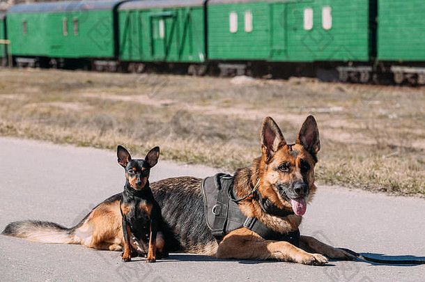 棕色德国牧羊犬阿尔萨斯狼犬和黑色迷你品舍尔螯犬坐在路上