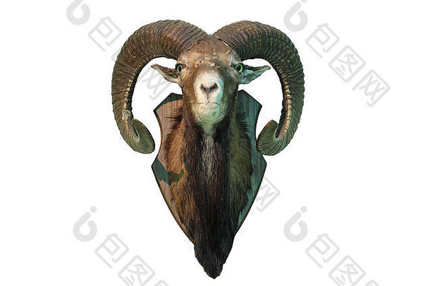 在白色背景上分离的mouflon狩猎奖杯，全长头部，动物标本（东方羊）