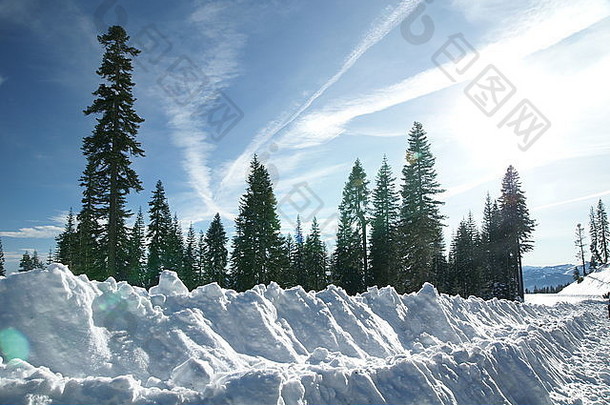 美国加利福尼亚州的沙斯塔山公路两旁覆盖着白雪，高耸的针叶树的美丽景色，晴朗的天空