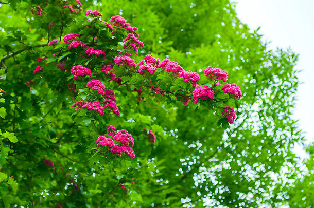 春花山水。山楂树开粉红色的花，产于拉丁美洲山楂。盛开的山楂