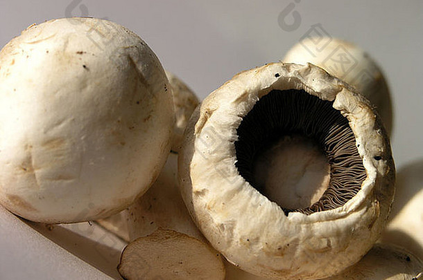 纽扣蘑菇
