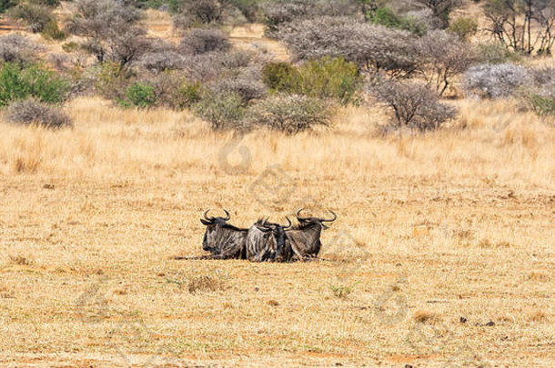 蓝色的羚羊的一种休息南部非洲稀树大草原