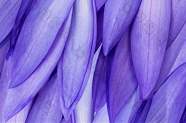 蓝色莲花花瓣的自然背景