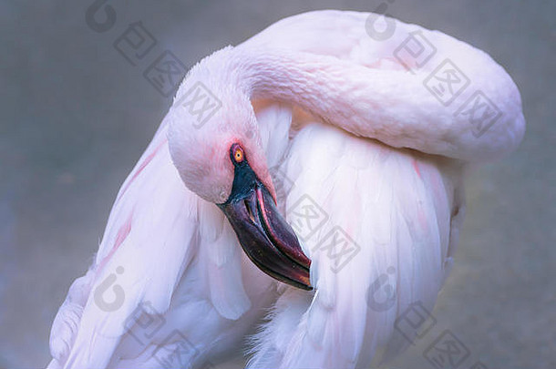 粉色优雅的小火烈鸟肖像，头部倾斜。