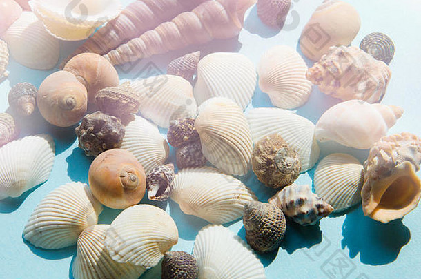 阳光下的海贝壳在蓝色背景、海上度假背景和俯视图上呈扁平状排列