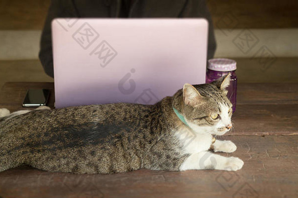 猫咖啡馆木制桌上的笔记本电脑，库存照片