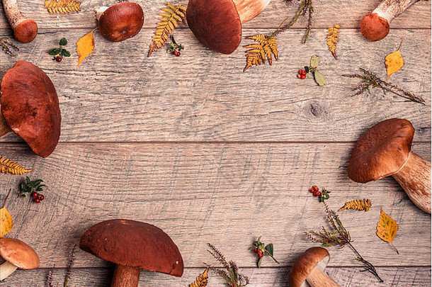 野生新鲜蘑菇放在一张质朴的木桌上。橙色桦树牛肝菌。空间。秋季背景