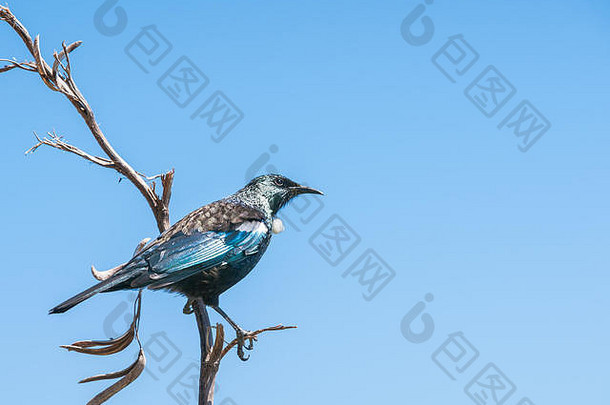 在蓝天下，新西兰的推鸟在死胡麻杆上飞翔。