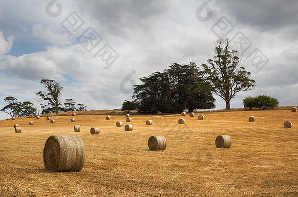 澳大利亚农业场景中的干草捆。