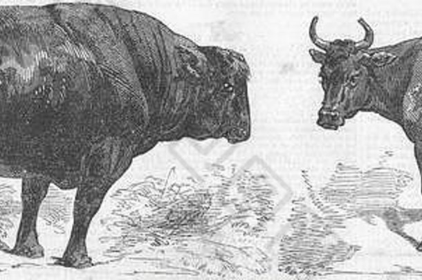1856年对安格斯牛（苏格兰）和克里牛（爱尔兰）进行了民意调查。插图时代