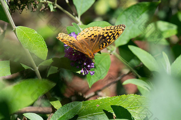 伟大的闪烁的贝母蝴蝶花园花