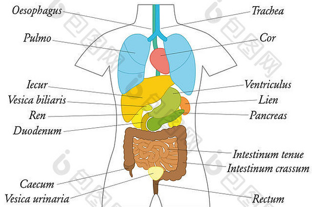 内部器官拉丁条款示意图图表彩色的器官学校一般教育插图白色背景