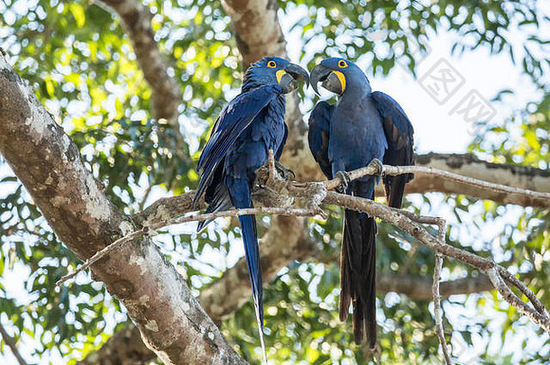 巴西马托格罗索州潘塔纳尔地区，一对风信子金刚鹦鹉在树上栖息时表现出爱慕之情