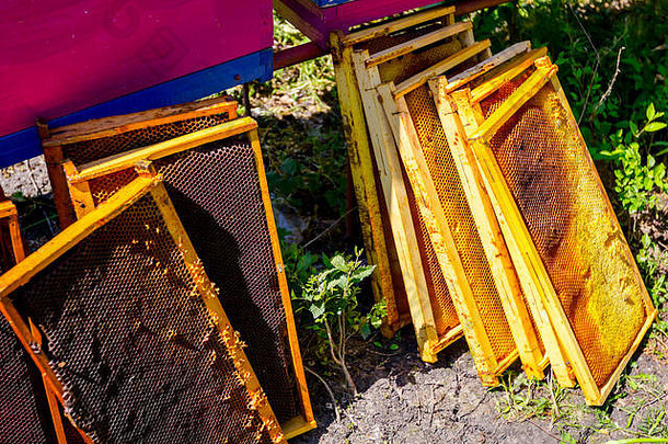一堆木架和空蜂巢放在蜂巢旁边的地面上。