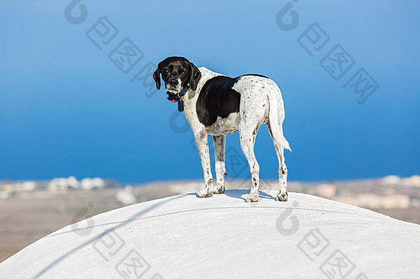 圣托里尼屋顶上的狗，蓝色海洋背景