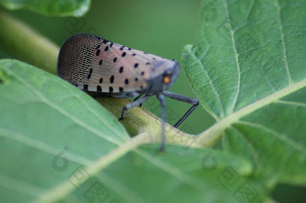 宾夕法尼亚州蒙哥马利县：斑点灯笼蝇（Lycorma delicatula）在其上翼上露出复杂的图案。