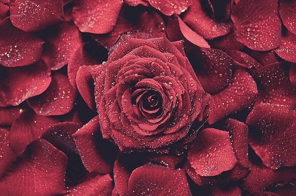 红<strong>玫瑰图片</strong>背景。玫瑰和花瓣的背景。