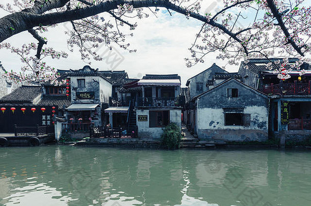 中国西塘——2019年3月31日：樱花盛开的西塘古镇，西塘是中国第一批历史文化名镇，位于