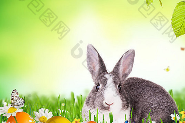 可爱的兔子草彩色鸡蛋免费的空间文本