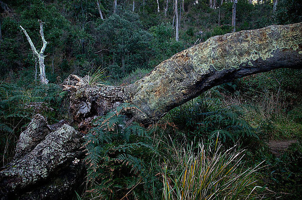 <strong>澳大利亚塔斯</strong>马尼亚州霍巴特炮台点茂密森林中倒下的树干