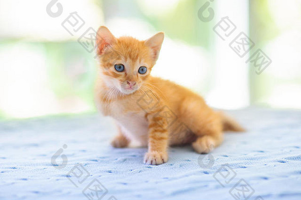 婴儿猫姜小猫玩沙发上针织毯子国内动物首页宠物年轻的猫可爱的有趣的猫玩首页