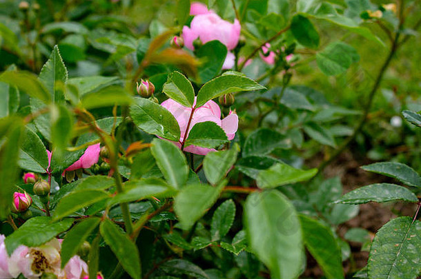 灿烂的花玫瑰粉<strong>红色</strong>的颜色沉浸绿色花园雨可见味蕾准备好了布鲁姆
